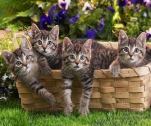 Puzzle Τέσσερα γατάκια σε ένα καλάθι